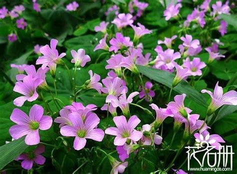 四季常開的花|【花卉指南】什麼花一年四季都開花？園藝師揭曉四季。